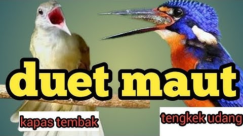 Duet Maut kapas Tembak Vs Tengkek Buto-jeda Gemercik Air