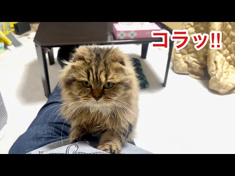 寂しさに耐えられず服を引っ掻いて怒られてしまった猫