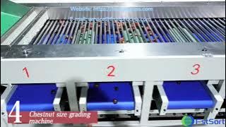 Chestnut cleaning sorting drying equipment chestnut processing line chestnut grading machine grader