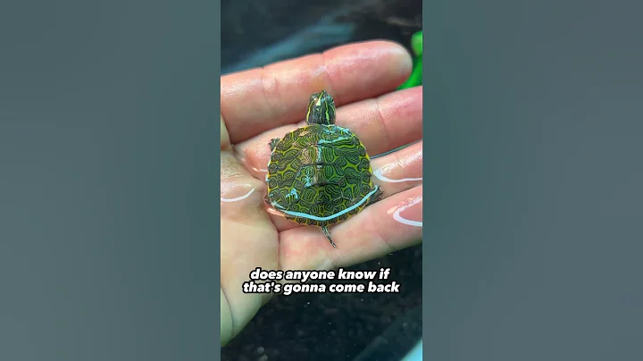 My turtles grew A LOT - DayDayNews