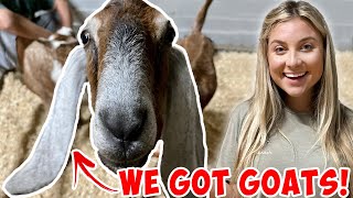 WE GOT GOATS FOR THE FARM! | Shopping for My NEW PETS!