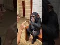 monkey live #ape #trends #shorts