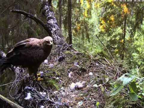 Eagle chick, 1 ½ hours old. First attempt to eat. Lesser Spotted Eagle