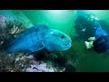 Hungry Atlantic Wolffish of Maine!  (Do they bite?)