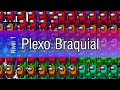 Plexo Braquial- Nivel AmongUs