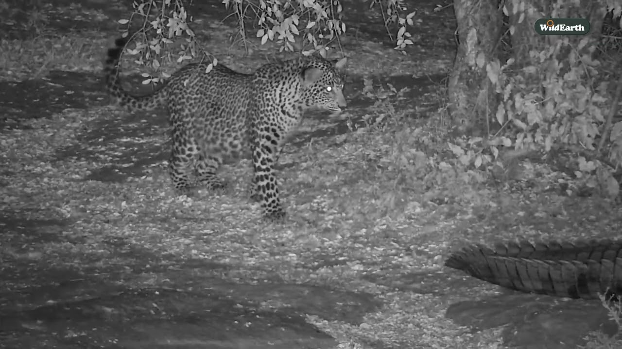 Leopard Curiosity vs. Crocodile Cool