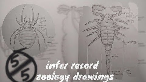||How to write zoology practical  record||Intermediate perfect zoology record preparation||#Record||