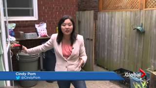 Termite Invasion Destroying Greater Toronto Area Homes