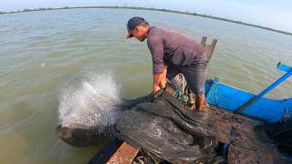 Harga udang ini cukup mahal membuat para nelayan memburunya