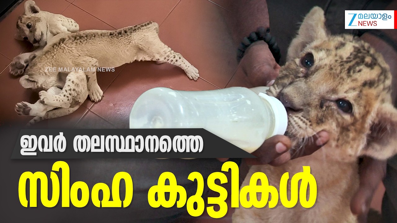 Lion Cubs in Thiruvananthapuram Zoo | ഇവർ തലസ്ഥാനത്തെ സിംഹ കുട്ടികള്‍