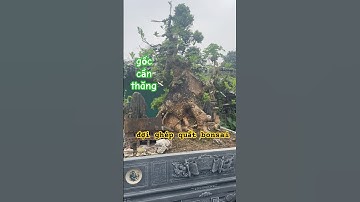 Gốc cây Cần Thăng khổng lồ đợi ghép quất bonsai Cần Thăng tại Thủ Đô 2025