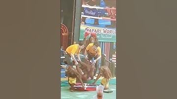 Orangutan Ambulance at Bali Zoo #orangutan #wrestling #shorts