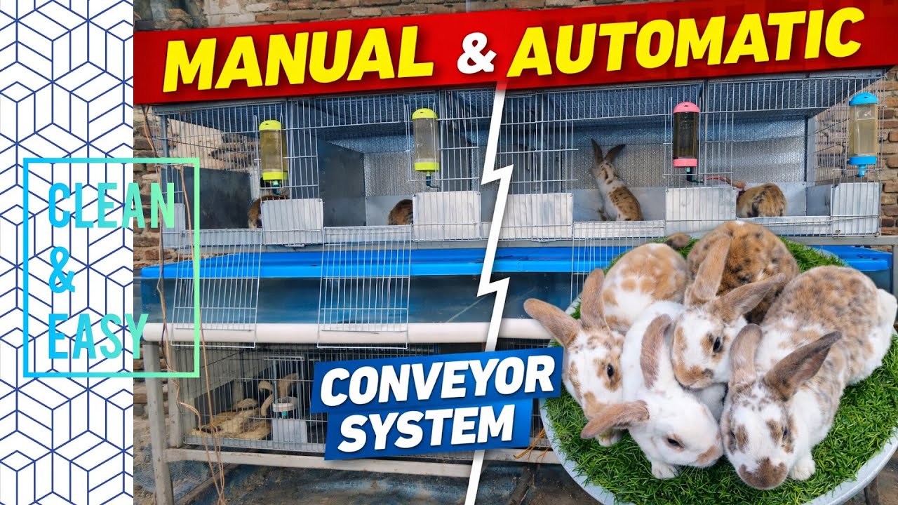 DIY Modern Rabbit Cage with Manual & Automatic Conveyor System | Clean & Efficient