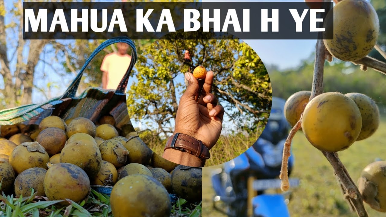 Kendu Fruit Keund 😋Summer season Fruit very Tasty YouTube