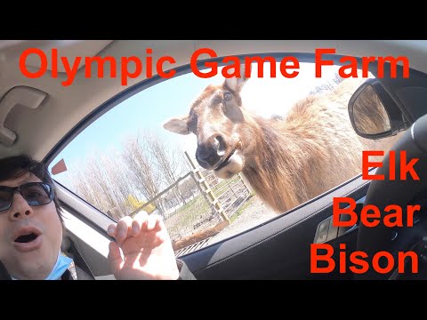 Video Olympic Game Farm - Drive thru and Feed Wild Animals |... - youtube