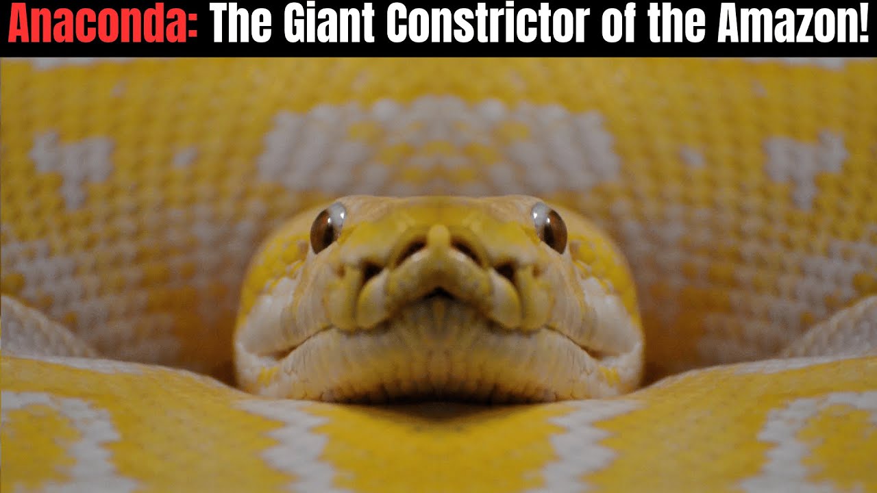 Anaconda - The Giant Constrictor of the Amazonas!