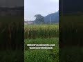 NIKMAT ALAM MANA LAGI YANG KAU DUSTAKAN