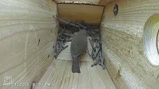 Wren builds a bird nest - Day 2