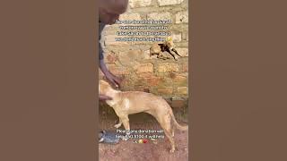 @rosapulcinella6317 hi friend did you see the right number? This is the number ( ￼256759211581) 🙏😢