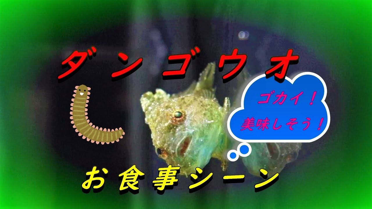 冷水系海水魚 ダンゴウオ飼育 お食事シーンと餌付けについて Youtube