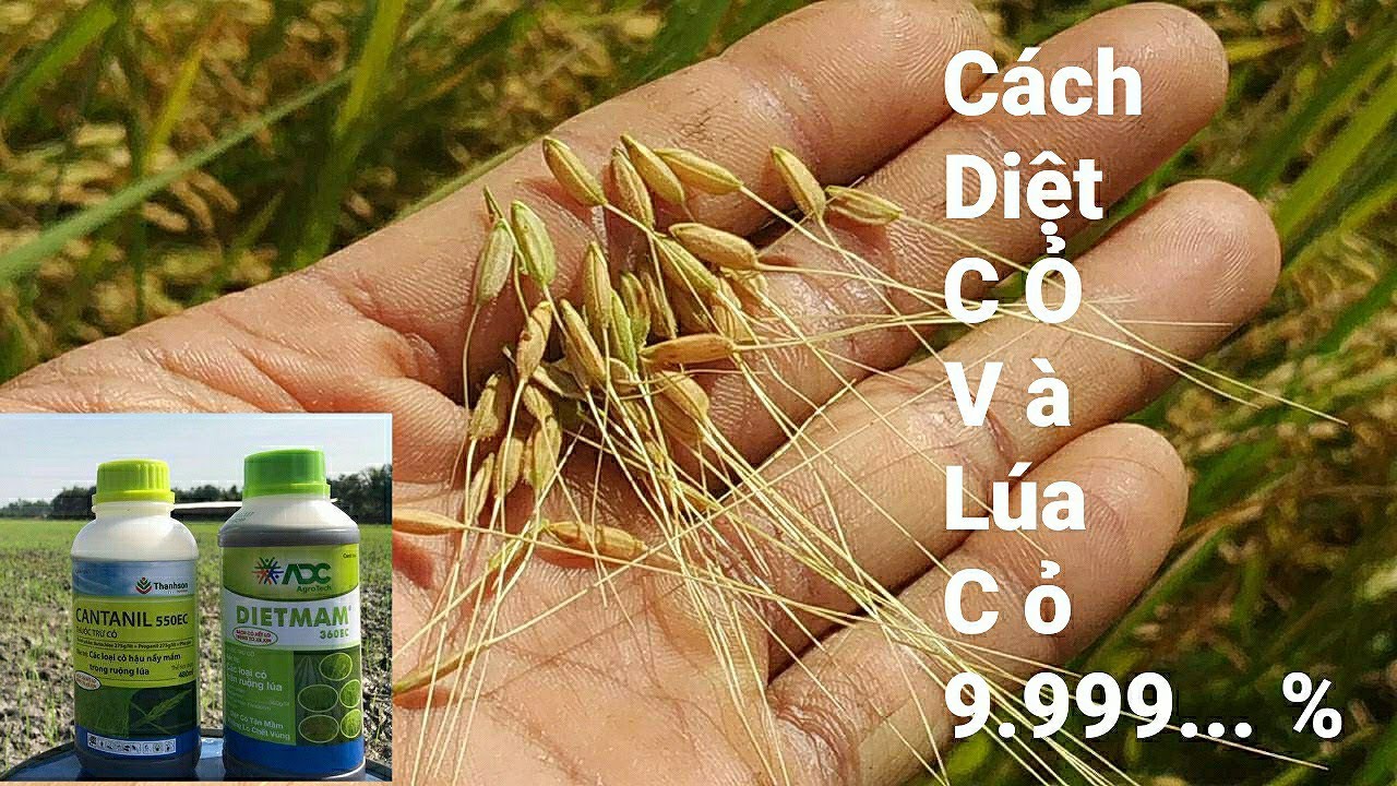 Cách Diệt Lúa Ma,Lúa 2 Từng Và Cỏ Dại Cho Ruộng Lúa 99,9999... %