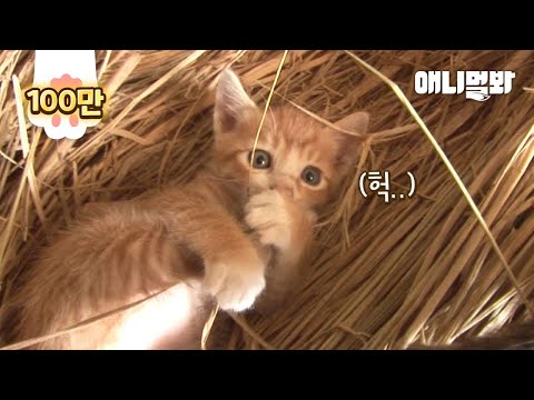 어미 고양이가 물고 온 먹이를 보고 놀란 아기냥이ㅋㅋㅣWhat Mother <strong>Cat</strong> Stole Every Day For <strong>Her</strong> Kittens Is