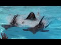 Zoomarine dolphin emotions premium algarve portugal