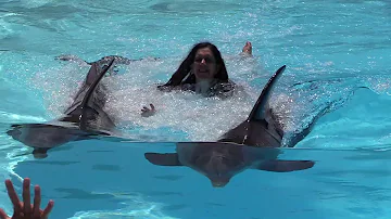 Où nager avec les dauphins en Algarve ?