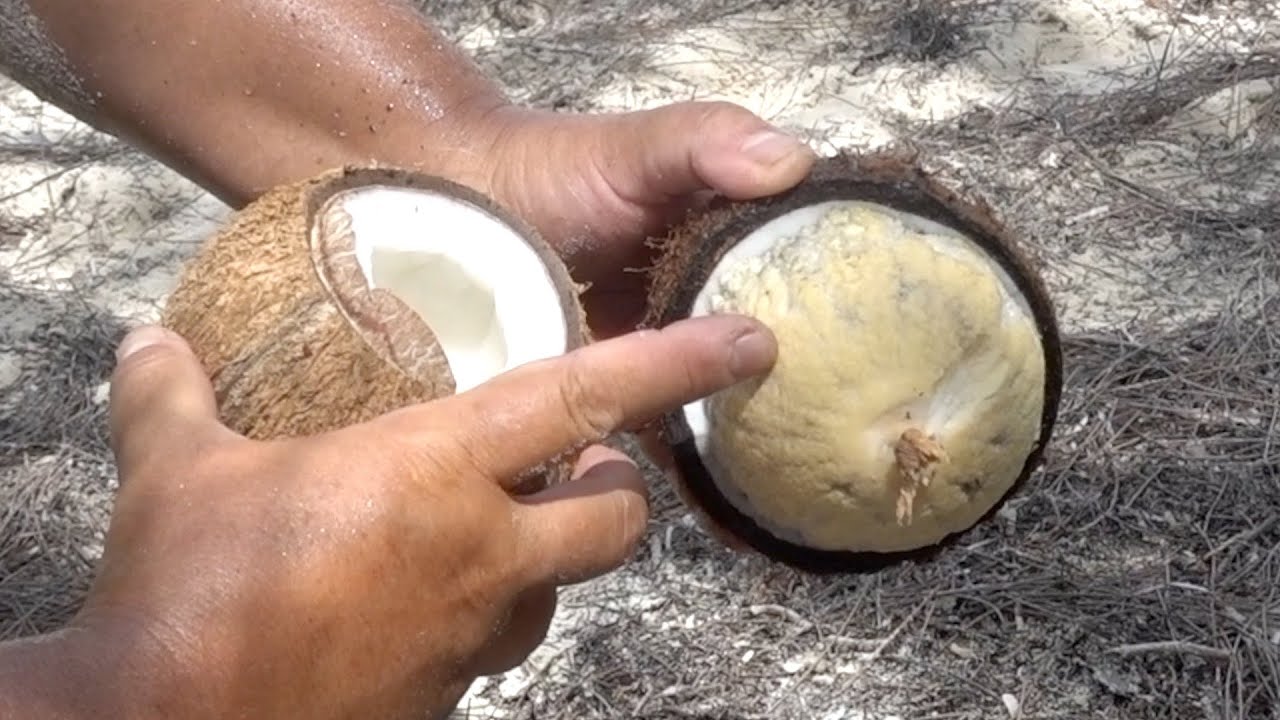 Прорастить кокос. Кокосовый орех в разрезе. Строение кокосового ореха. Семена кокоса.