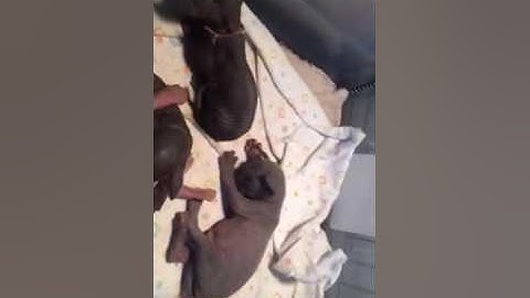 Watch the video about One week old Sphynx & Bambino Kittens.