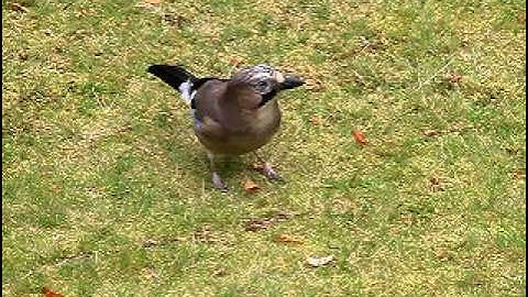 ドングリを隠すカケス Jay caching an acorn
