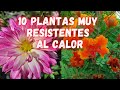 10 Plantas Muy Resistentes Al SOL y Que Tienen Muchas FLORES  | PLANTAS de Pocos CUIDADOS | jardin