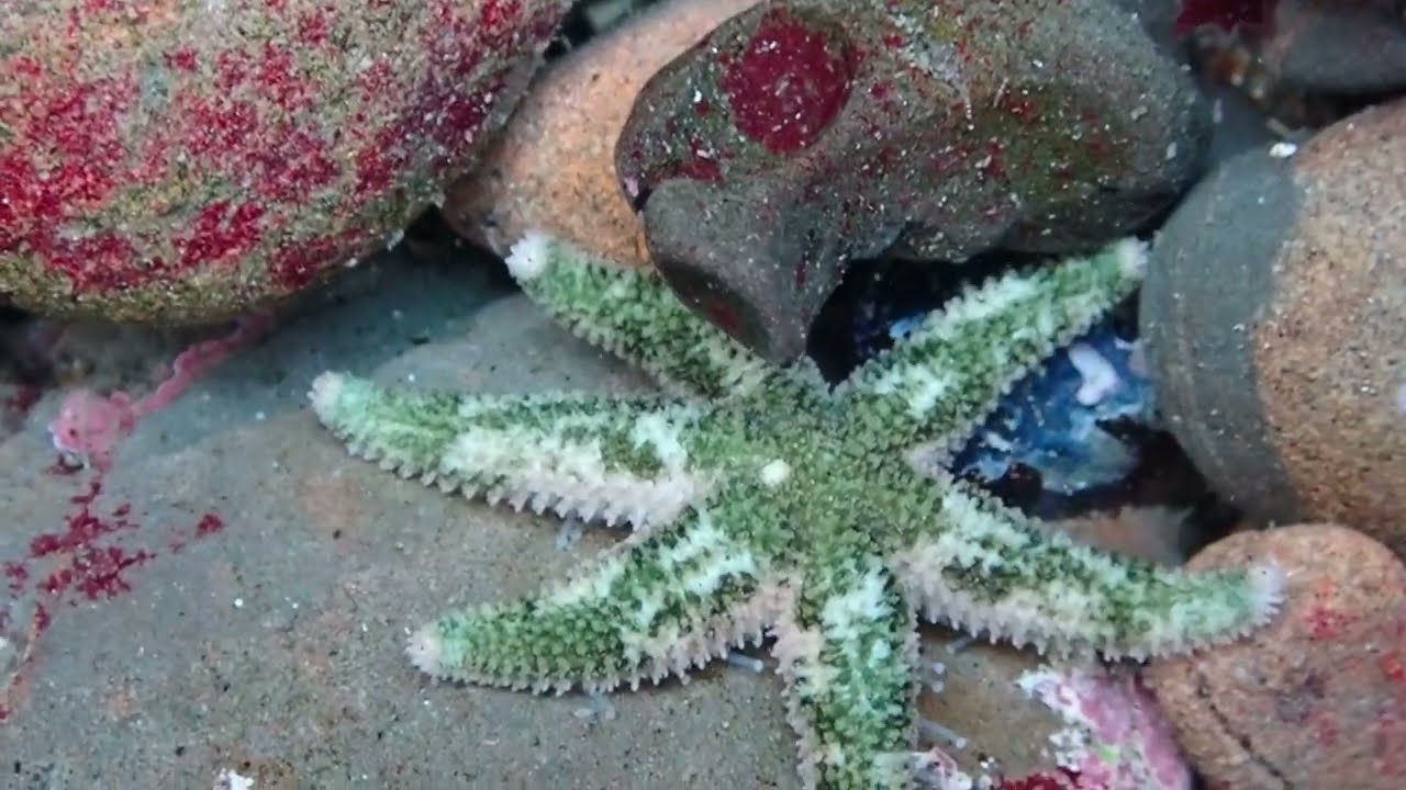 Six-rayed Star (Leptasterias hexactis) cruising in a tide pool at Pigeon Point Lighthouse.