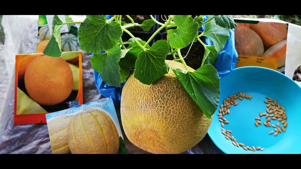 καλλιέργεια πεπονιού