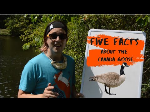 Five Facts about the Canada Goose