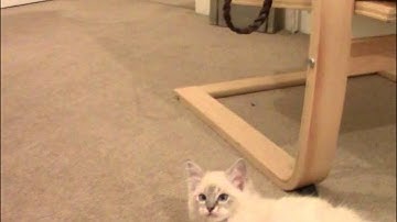 Ragdoll Kitten Plays Fetch
