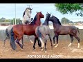 7 Caballos Españoles Agua Zarca Sueltos Juntos !!!  😱😱😱