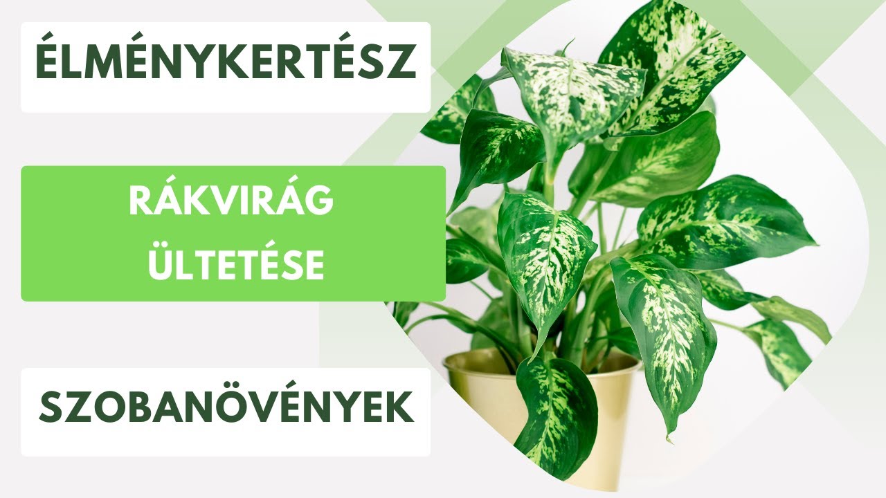 Orchidea és rákvirág átültetés!- Mire érdemes figyelni?🪴