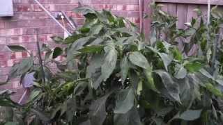 Tricks to grow Bell Peppers in Summer in Zone 8 and higher