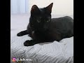 Depois da Netflix até os gatos se perderam 🤦🏻‍♂️ kkkkkk | Júlio e Eu