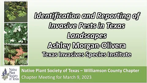 Mar 2023: Identification & Reporting of Invasive Pests in Texas Landscapes w/Ashley Morgan-Olvera