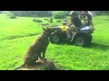 Presa Canario, Shogun! Presa Canario Dog Trainer | Presa Canario Dog Training Presa Canario, Shogun! Presa Canario Dog Trainer | Presa Canario Dog Training