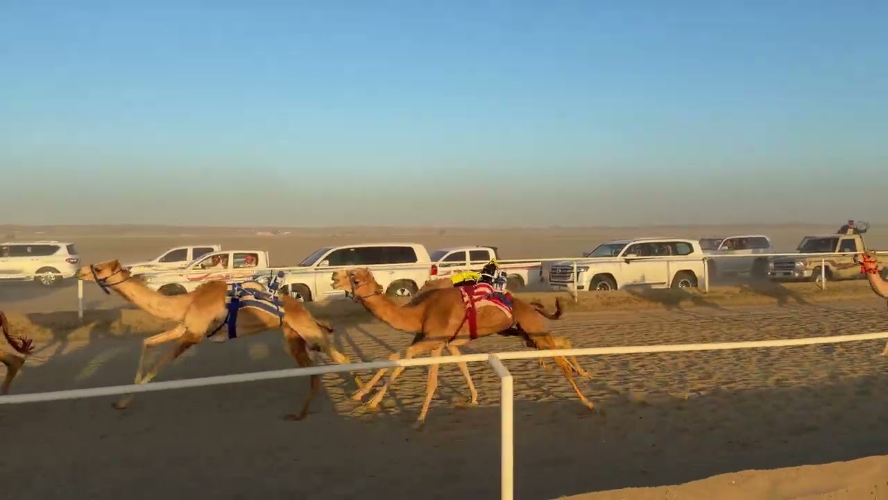 الشوط السادس قعدان مفاريد 1500 متر | المعنا / فهد نايف القرشي