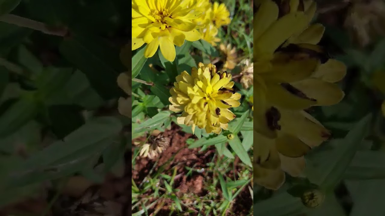 Rudbeckia laciniata, hortensia, 