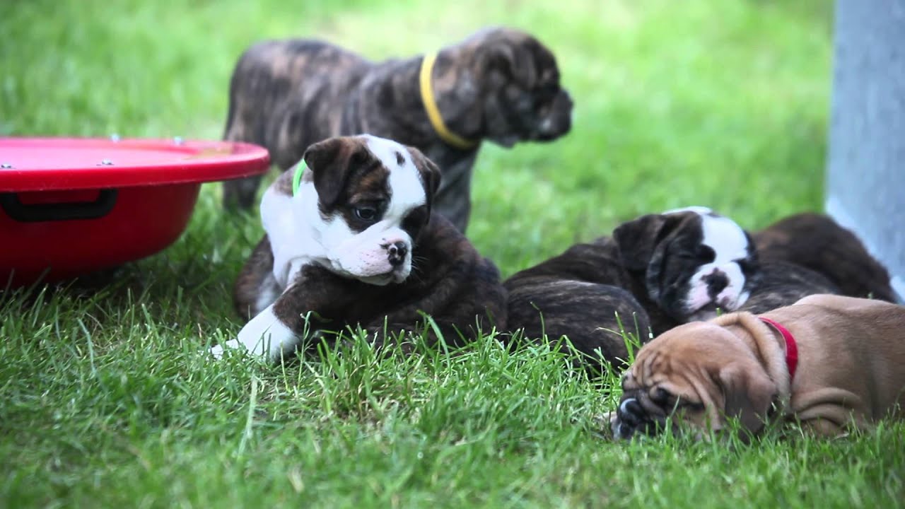 Welpen Continental Bulldog