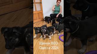 📣ЩЕНКИ БОМБА‼️ Продаются щенки ВЕО Одесса 2024