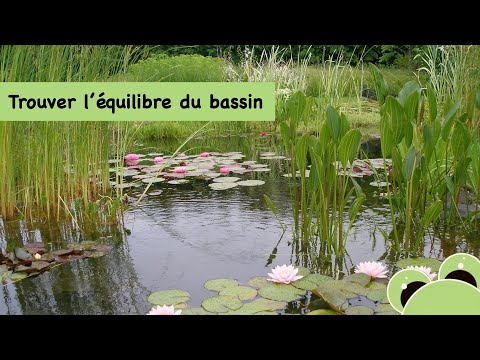 Comment obtenir l&rsquo;équilibre d&rsquo;un bassin, créer un biotope ?