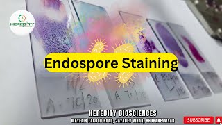 What are the Experiential steps in Endospore Staining?  |#microbiology