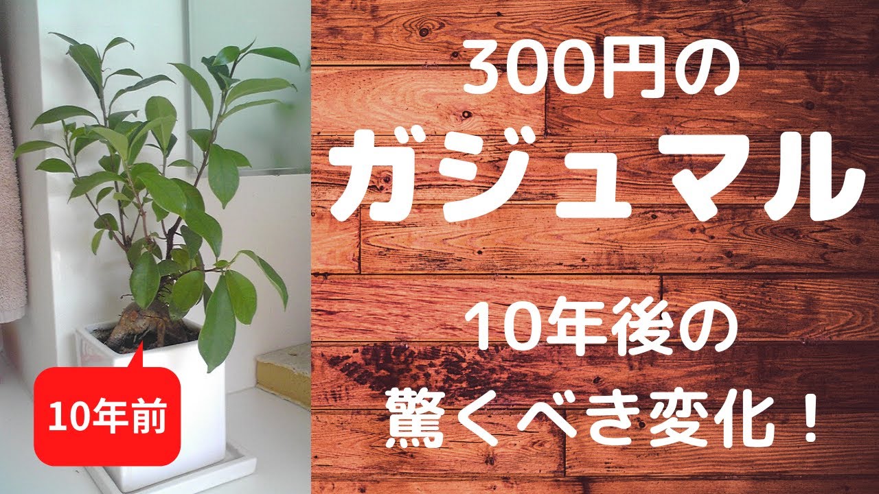 気根も増える ガジュマル盆栽を育てる方法 Banyan Bonsai 観葉植物ブログ緑組 植物の育て方