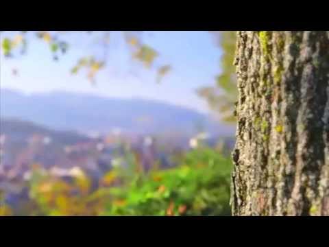 საშაურმე ფრაიბურგი 2